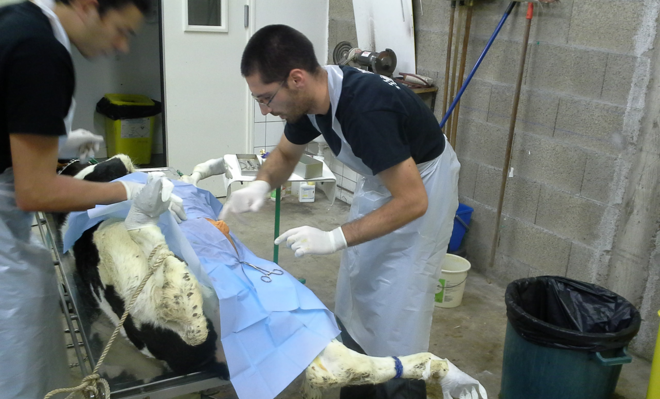 Clinique Veterinaire De La Hainaud Veterinaire A Ernee Animaux De Rente 5