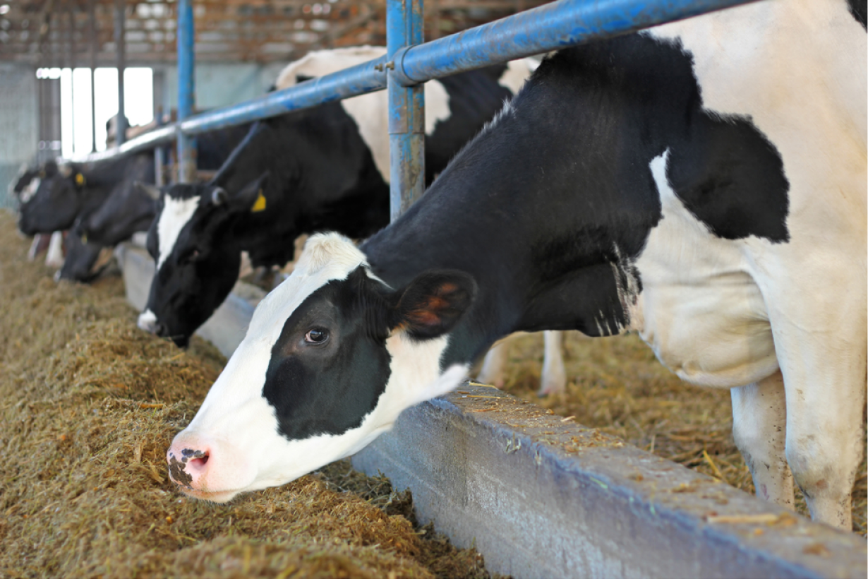 Clinique Veterinaire De La Hainaud Veterinaire A Ernee Animaux De Rente 9