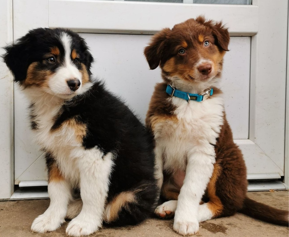 Clinique Veterinaire De La Hainaud Veterinaire A Ernee Chiens Et Chats 7