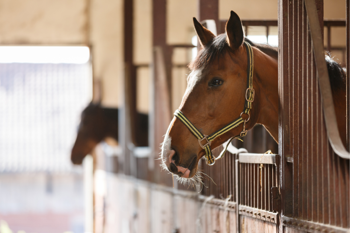 Clinique Veterinaire De La Hainaud Veterinaire A Ernee Conseils 4