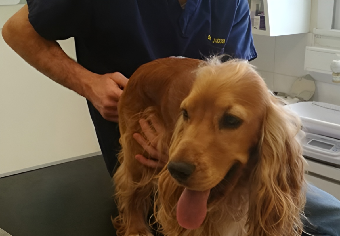 Clinique Veterinaire De La Hainaud Veterinaire A Ernee Osteopathie Acupuncture 1