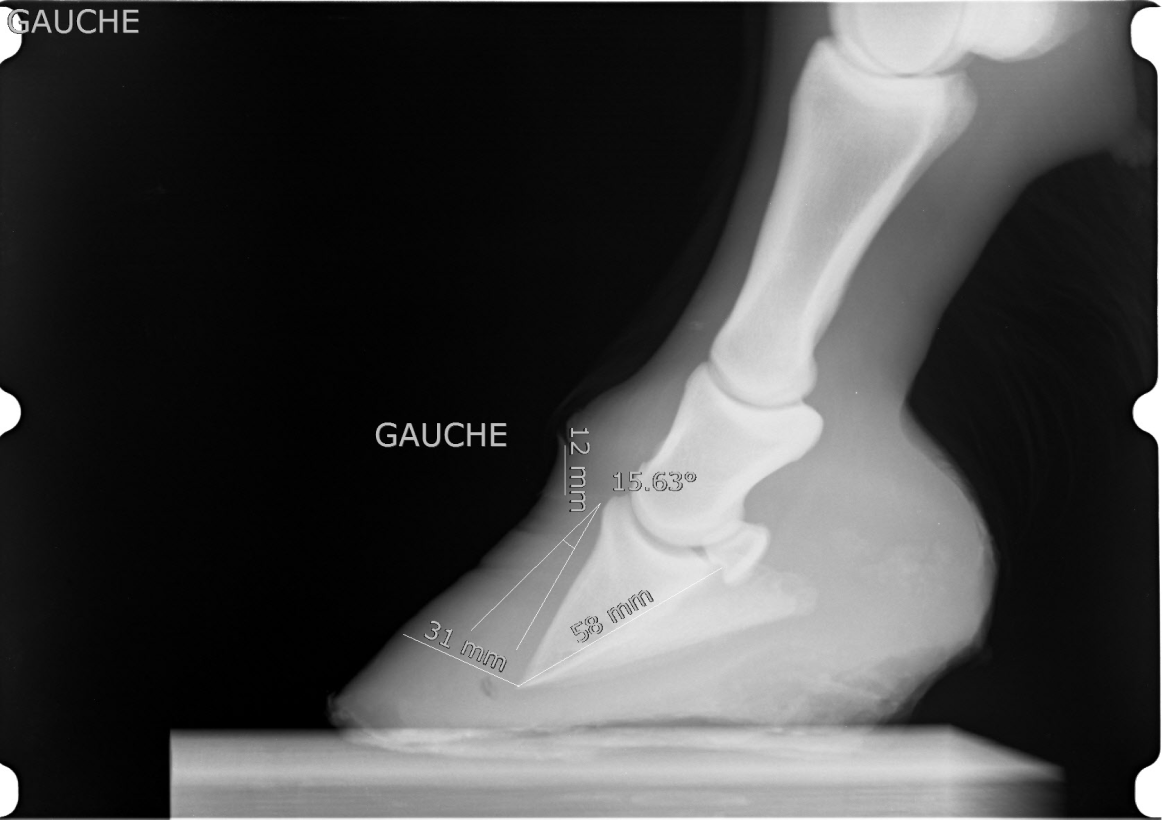 Clinique Veterinaire De La Hainaud Veterinaire A Ernee Quine 1