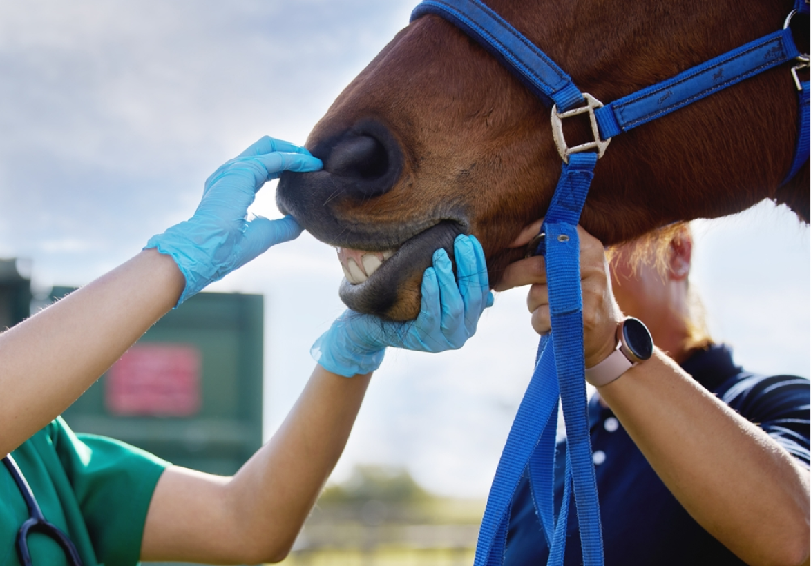 Clinique Veterinaire De La Hainaud Veterinaire A Ernee Quine 4