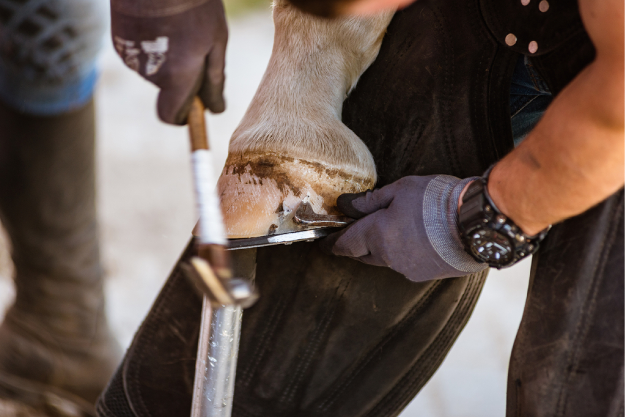 Clinique Veterinaire De La Hainaud Veterinaire A Ernee Quine 8