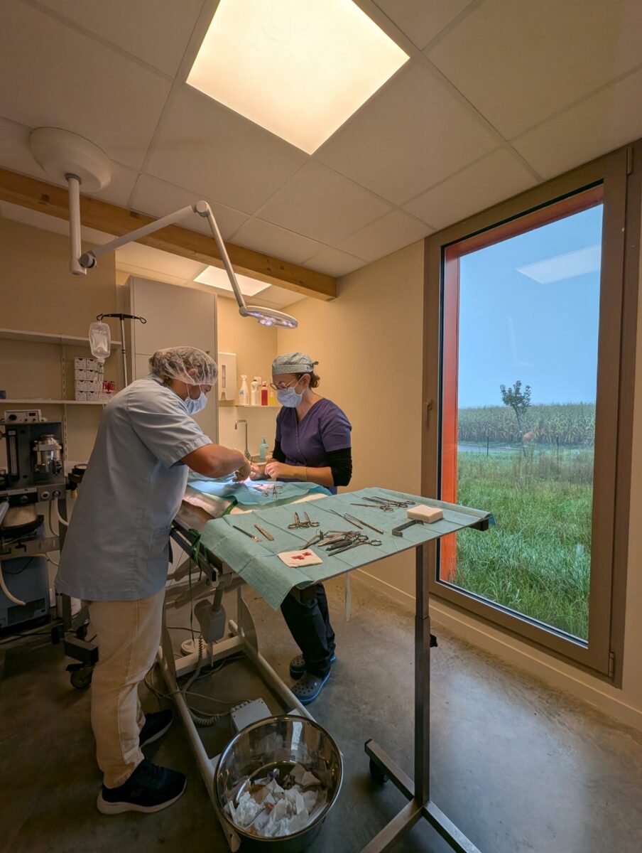 Clinique Veterinaire De La Hainaud Veterinaire A Ernee Salle De Chirurgie1